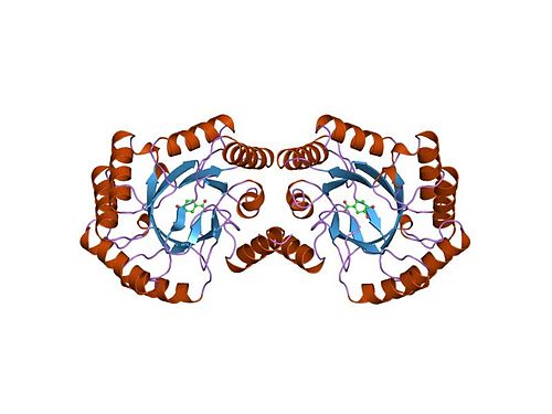 3-dehydroquinate dehydratase